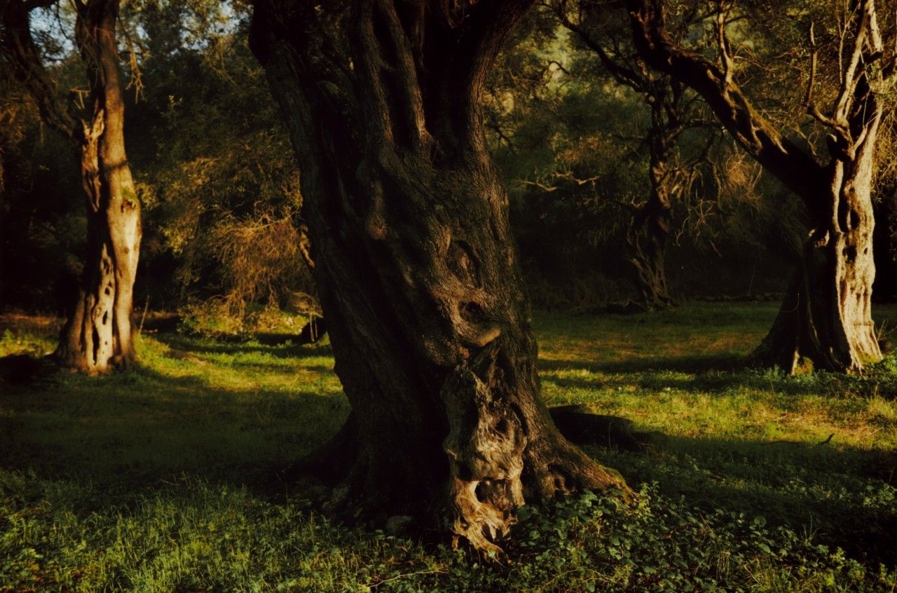 Ancient olive grove in the Greek countryside